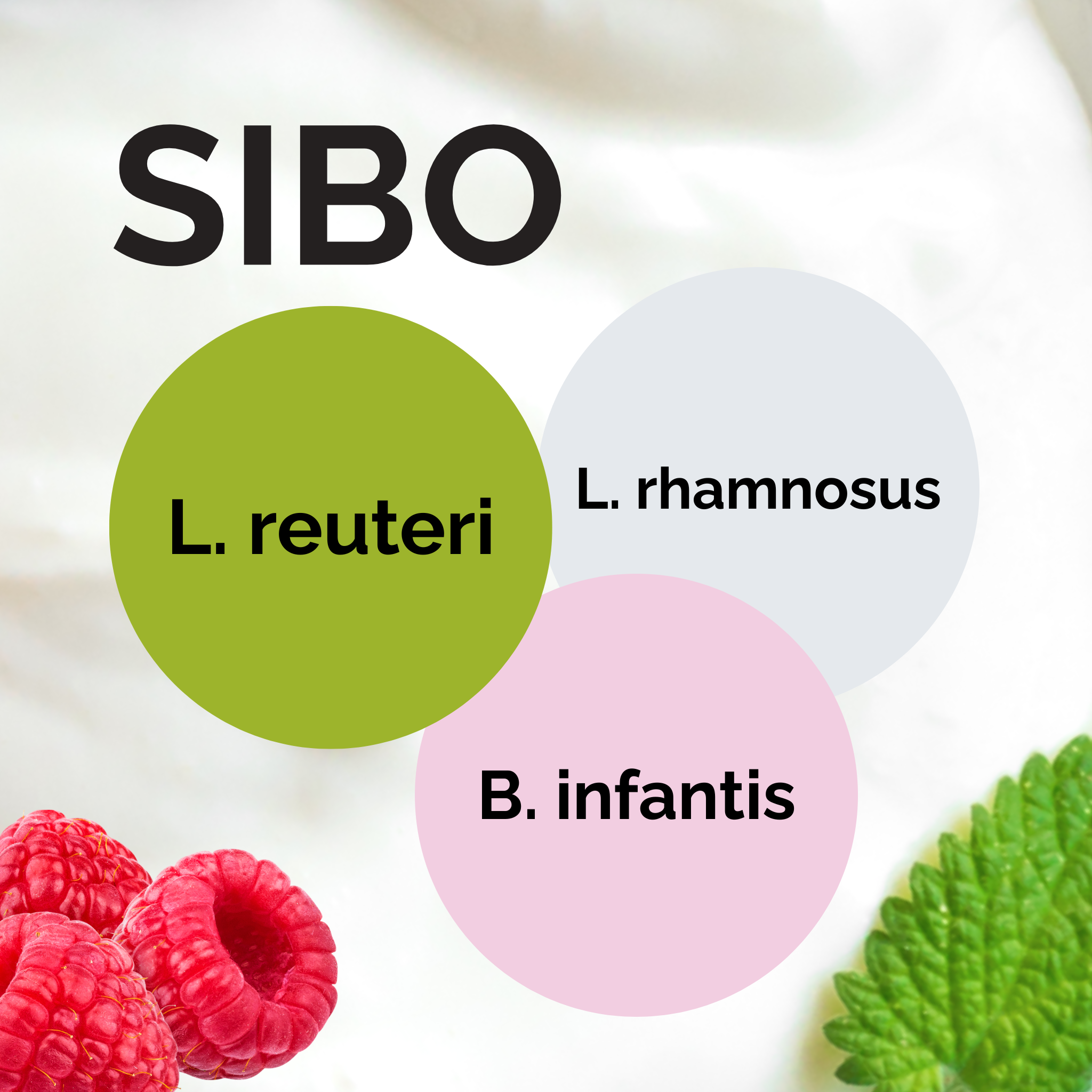 L. reuteri + L. rhamnosus + B. infantis | Conjunto Inicial de Iogurte | SIBO | Culturas Iniciais | Pack de 3 unidades